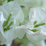 Blütenessenz WEISSE BOUGAINVILLEA (Bougainvillea glabra)