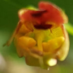 Blütenessenz KNOTIGE BRAUNWURZ (Scrophularia nodosa)