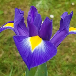 Blütenessenz IRIS (Iris xiphium)