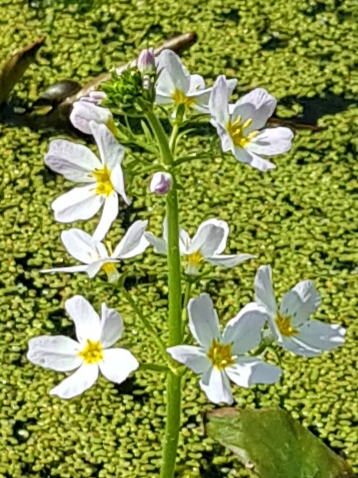 Blütenessenz SUMPFWASSERFEDER (Hottonia palustris)