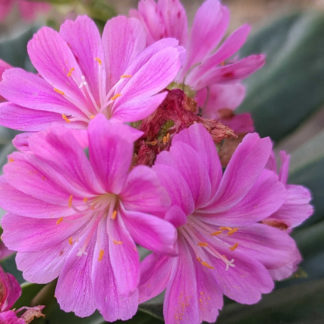 Blütenessenz BITTERWURZ (Lewisia cotyledon)