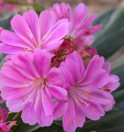 Blütenessenz BITTERWURZ (Lewisia cotyledon)