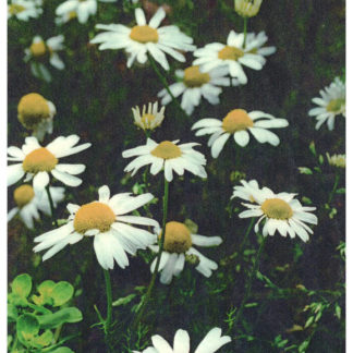 Blütenessenz HUNDSKAMILLE (Anthemis-cotula)