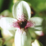Bali-Blütenessenz KEULENLILIE (Cordyline terminalis)