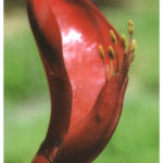 Bali-Blütenessenz KORALLENBAUM (Erythrina sp.)