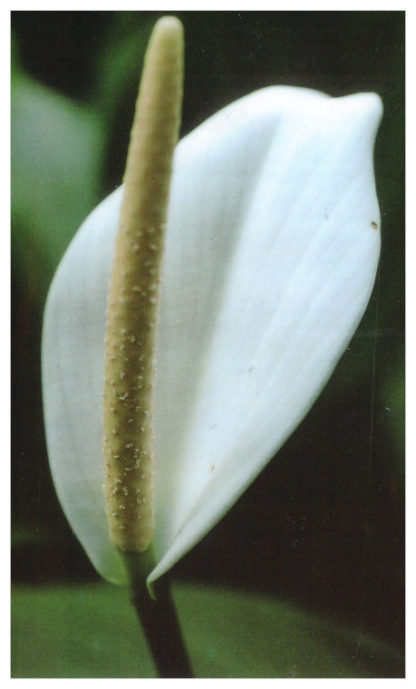 Bali-Blütenessenz SCHEIDENBLATT (Spathiphyllum floribundum)
