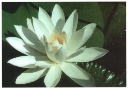 Bali-Blütenessenz NACHTBLÜHENDE SEEROSE (Nymphaea)
