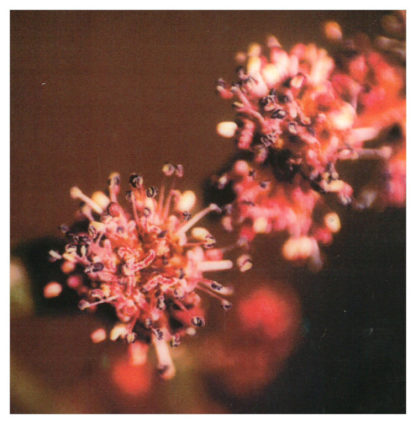 Blütenessenz ULME (Ulmus procera)